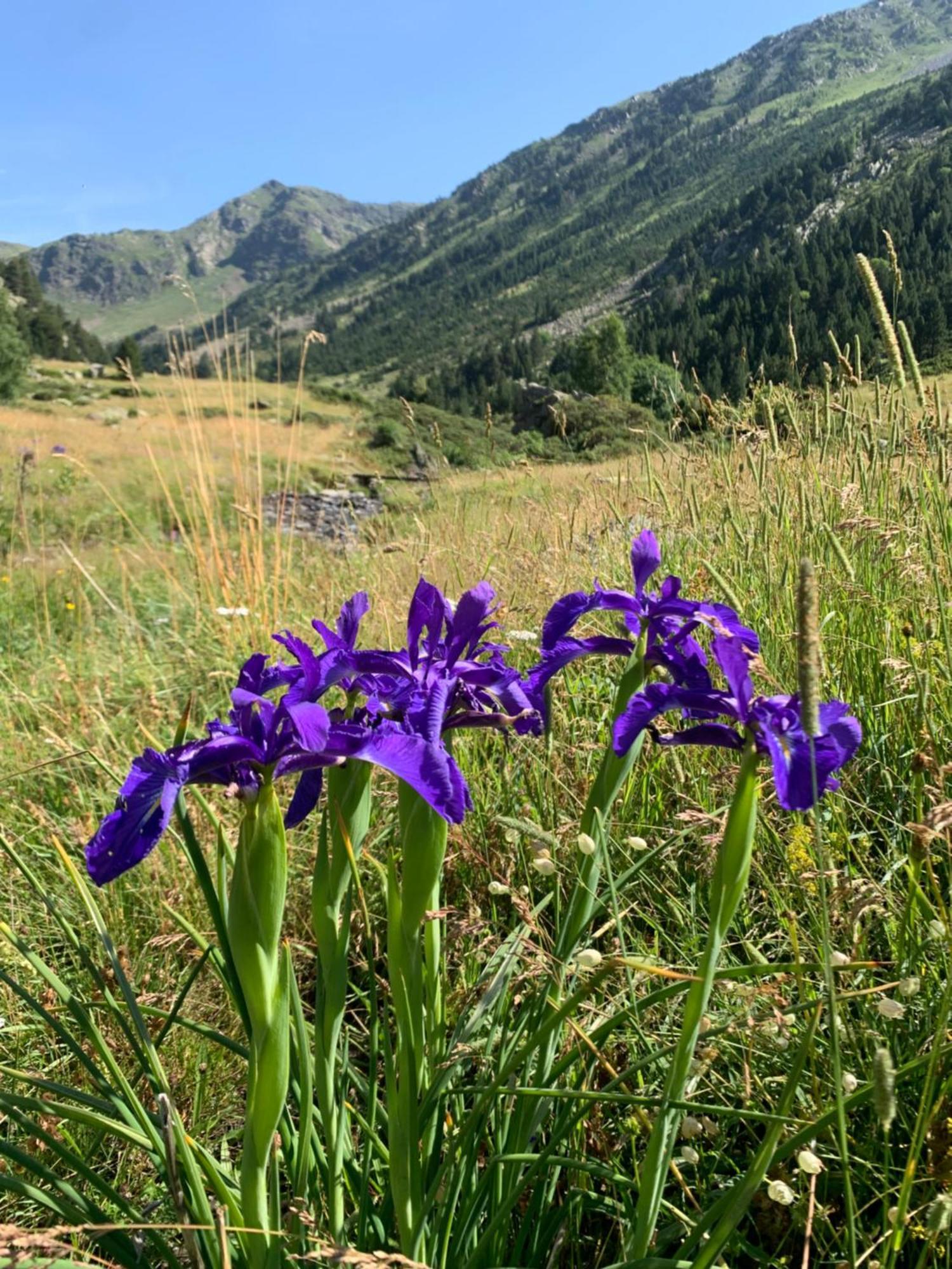 Appartement A Ordino Eksteriør billede